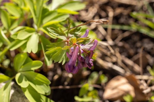 Corydalis solida, fumewort, bird in a bush, or purple corydalis, is a beautiful spring flower with purple petals and green leaves