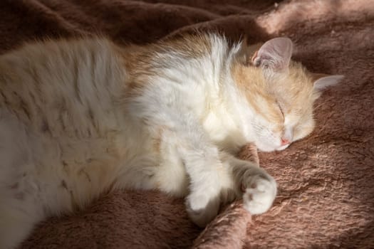 Ginger and white cat enjoys a peaceful nap on a soft, cozy blanket, curled up in a relaxed position