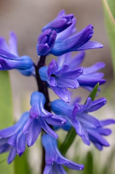 Vibrant purple hyacinth flowers are blooming in spring, displaying their delicate petals and adding a touch of color to nature