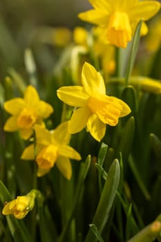 Close up of vibrant yellow narcissus flowers blooming in a lush spring garden, celebrating the beauty of nature's renewal
