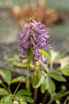 Beautiful purple corydalis solida flowers blooming in a spring garden, adding a touch of vibrant color to the natural landscape