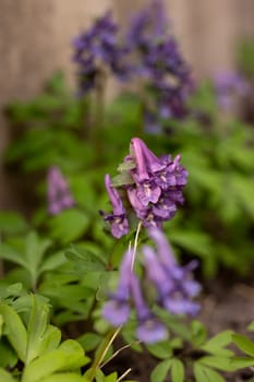 Close up of purple corydalis solida flowers blooming in a spring garden, showcasing the beauty of nature