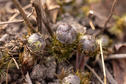 Close up of pulsatilla vulgaris buds emerging from the ground, covered in fine hairs, promising vibrant blooms in the coming weeks