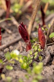 Close up view of vibrant red peony sprouts emerging in a garden, signaling the joyful arrival of spring and new life