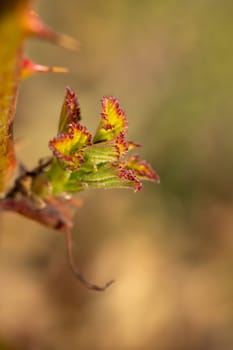 Vibrant new leaves unfurl on a rose stem, showcasing the delicate beauty of spring growth alongside protective thorns