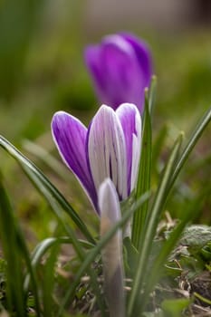 Purple and white crocus flowers are emerging from the green grass in a spring garden, symbolizing renewal and the start of a new season