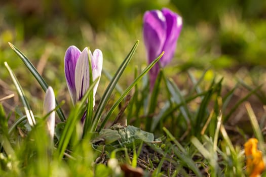 Purple and white crocus flowers blooming in the grass, a sign of spring and new beginnings