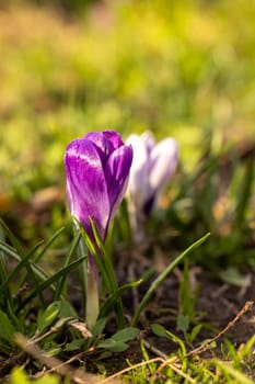 Close up of a vibrant purple crocus flower emerging from the ground, symbolizing the arrival of spring and the renewal of nature