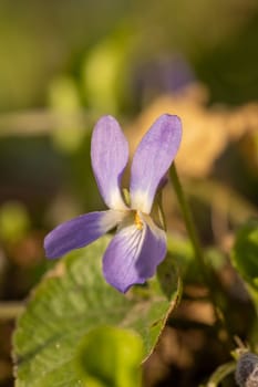 Close up of a delicate purple wood violet flower blooming in the warm spring sunlight, showcasing its vibrant color and intricate details