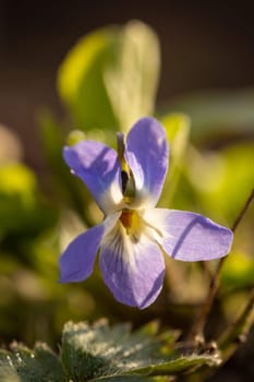 Close up of a delicate purple and white wood violet flower blooming in the warm spring sunlight