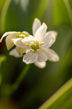 Close up of a tiny beetle delicately exploring the petals of a pristine white flower, bathed in the warm glow of spring sunlight