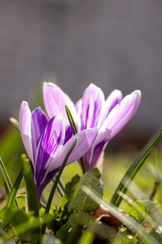 Beautiful purple and white crocus flowers blooming in the bright spring sunshine, a symbol of renewal and the arrival of warmer weather