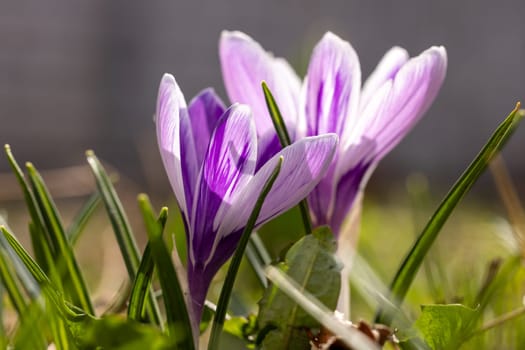 Beautiful purple and white crocuses emerge from the grass, signaling the arrival of spring
