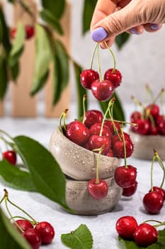 Hand with purple nail polish holding bunch of ripe cherries over ceramic bowls full of freshly picked cherries with water drops