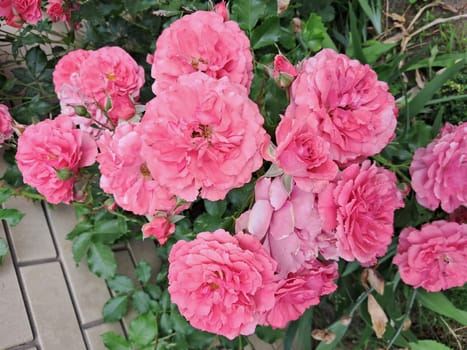 A cluster of vibrant pink roses growing against a brick wall. The roses are in full bloom, surrounded by lush green foliage and numerous unopened buds, suggesting they are thriving and in season.