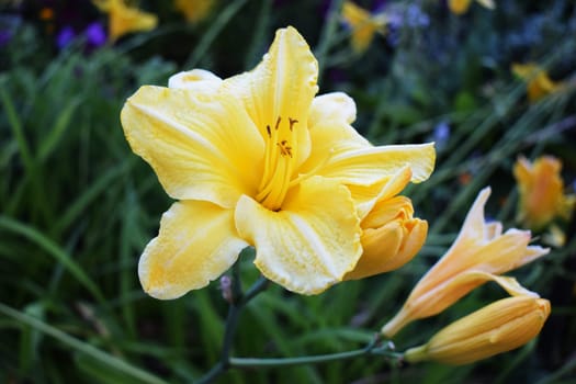 A close-up of a vibrant yellow flower in full bloom, surrounded by green foliage. The flower has several petals with a slightly ruffled texture and prominent stamens in the center