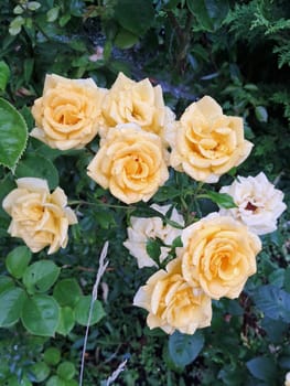 A cluster of yellow roses with droplets of water on their petals. The flowers are surrounded by green leaves, indicating a garden setting. The droplets suggest a recent rain or watering, enhancing the freshness and vibrancy of the roses.