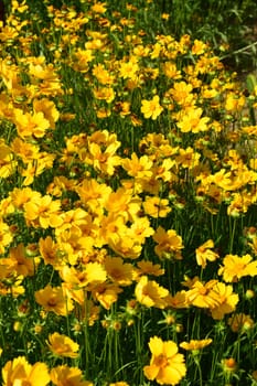 A dense cluster of vibrant yellow coreopsis flowers in full bloom. The flowers have elongated petals and are surrounded by green stems and leaves. Elongated Petals of Blooming Yellow Coreopsis
