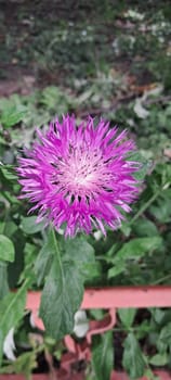 A close-up view of a blooming cornflower with vibrant purple petals and a light yellow center. The background consists of green foliage, which contrasts with the bright flower in the foreground.