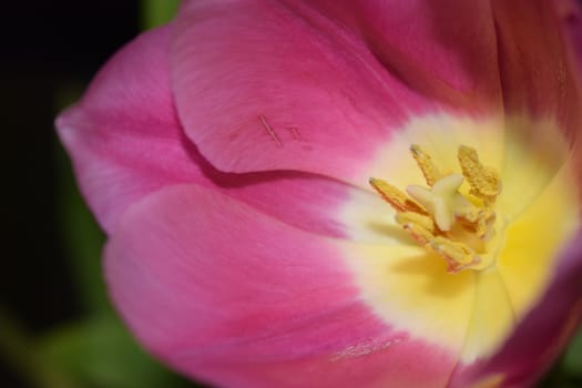 A macro photograph of the interior of a flower, a tulip. The petals have a purple hue at the edge, with a white core in the center surrounded by yellow stamens. This close-up view highlights the fine details and vibrant colors of the flower. Purple-Hued Tulip Interior