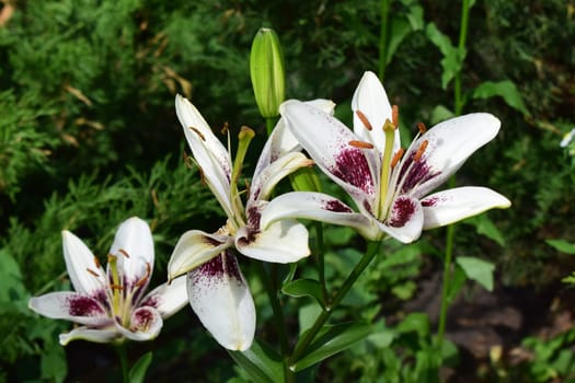 A close-up of three white lilies with purple speckles and orange stamens. The flowers are in bloom, surrounded by green foliage in a garden setting.