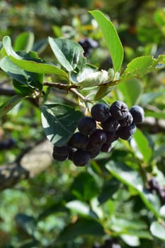 A cluster of dark purple berries (black rowanberry, blackcurrant rowan) hanging from a plant. The berries are attached to red stems and surrounded by green leaves.