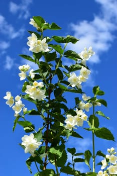 White jasmine flowers in bloom against a backdrop of a clear blue sky with a few scattered clouds. The flowers have multiple petals and yellow centers, and the plant has lush green leaves.