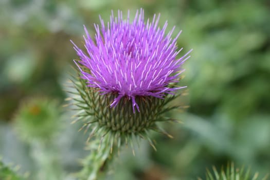 A thistle flower with purple petals and still closed buds. The plant has thorny leaves. The background is blurred, highlighting the thistle in the foreground. Close-up of Prickly Thistle Flower