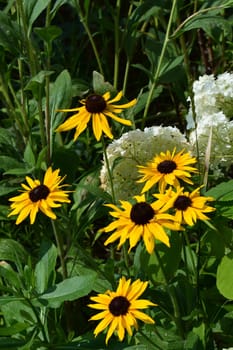 A group of Rudbeckia hirta yellow flowers with dark centers, surrounded by green vegetation. The flowers resemble sunflowers, have vibrant petals and vary in size. Some have reddish spots on the petals.
