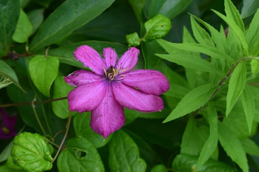 A close-up of a bright purple clematis flower with yellow centres surrounded by lush green foliage.