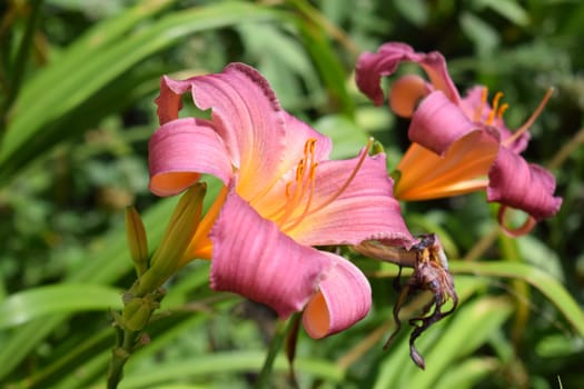 A close-up view of two pink lilies with yellow centers. The flowers appear to be blooming in a garden or natural setting, surrounded by green foliage.