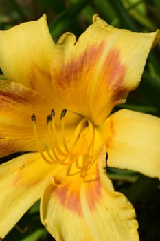 A close-up view of a yellow flower with orange accents on its petals. The flower is in full bloom, surrounded by green leaves and vegetation, it is growing in a natural outdoor environment