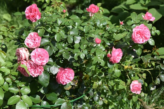 Shrub rose with pink flowers and bright green leaves. The roses are in various stages of bloom, from buds to fully open flowers. The setting is natural, and the bush is outdoors, exhibiting a healthy, lush appearance accompanied by natural light. Shrub Rose in Full Bloom