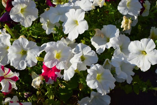 A cluster of vibrant flowers, predominantly featuring white petunias with a few pink and red ones interspersed. The flowers are in full bloom, surrounded by lush green foliage, and are illuminated by sunlight, highlighting their delicate petals.