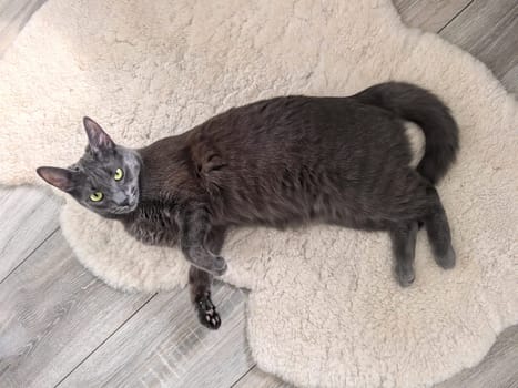 A gray cat lies on a fluffy sheepskin rug, his bright yellow eyes looking up, surrounded by a cozy atmosphere. Made on a smartphone.