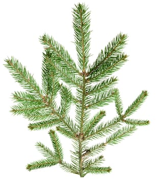 Single spruce branch with green needles, isolated background. The branch is detailed and shows the texture of the needles and stem. 