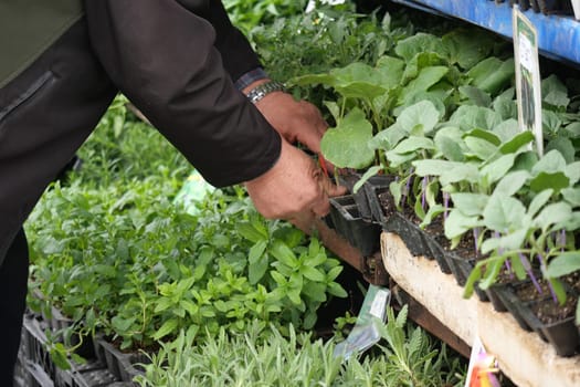 Hands of a gardener choose healthy seedlings in a vibrant nursery.