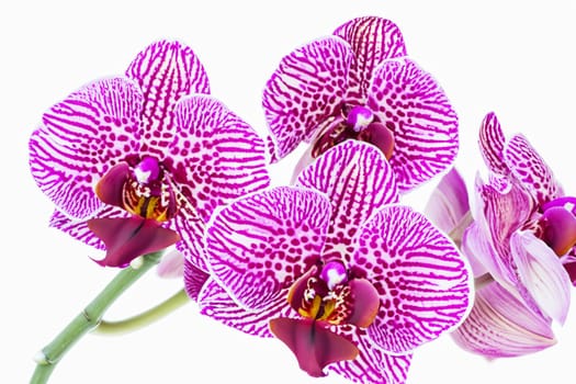 orchid vanilla flower isolated on white background