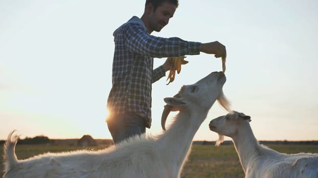 The owner feeds his goats with banana skins