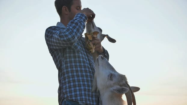 The owner feeds his goats with banana skins