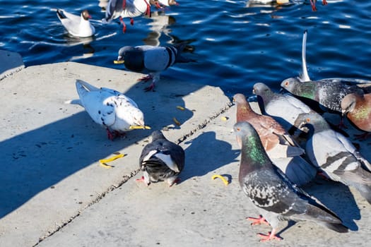 A large flock of pigeons is gathered on a concrete ledge that is situated close to the shimmering waters, enjoying the view