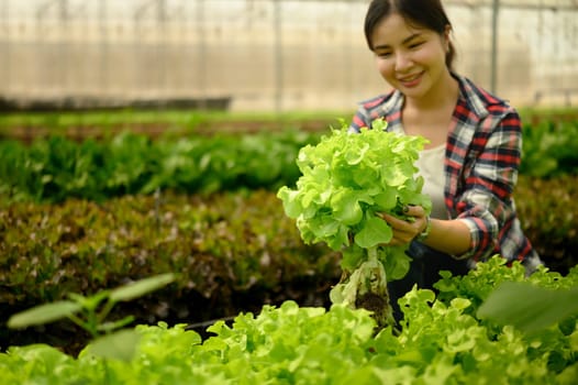 Female farmer picking fresh butterhead lettuce in greenhouse.