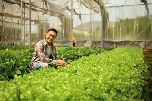 Portrait of smiling male farmer inspecting his green vegetable crops inside a greenhouse.