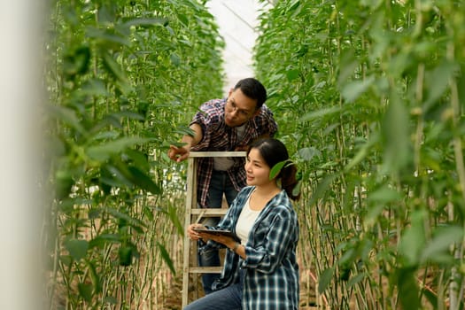 Farmers using a digital tablet while checking the growth of green bell peppers.