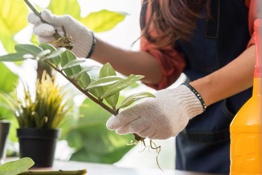 A focused gardener prunes a plant to promote its growth. This image captures the essence of caring for houseplants with sustainable practices.