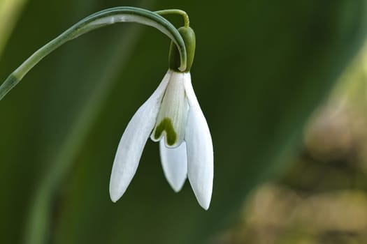 Delicate snowdrop against a blurred green background. The delicate, white flowers symbolize a new beginning and the awakening of nature. Macro photography of flowers.