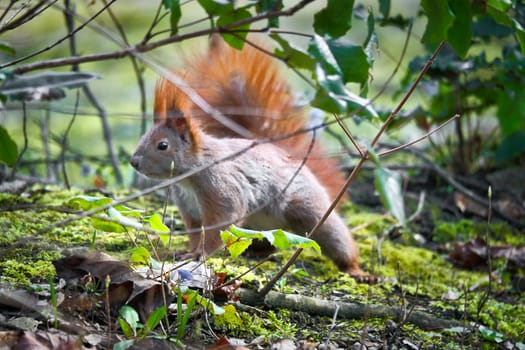 Red squirrel with bushy tail watchful in the bushes. Spring like nature mood with bright colors.
