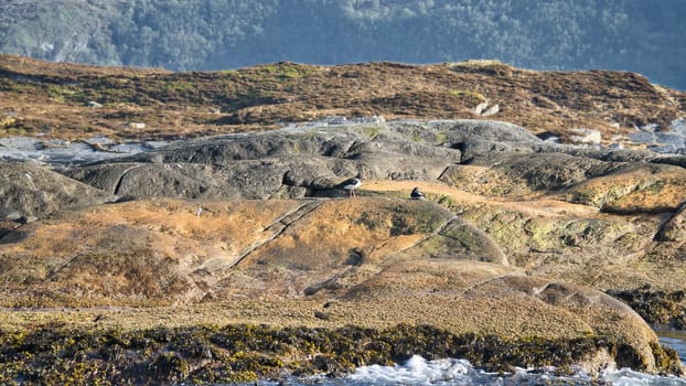 Rocky coastline with lush green hills, framed by wooded mountains in the background. An idyllic, unspoiled landscape for nature and travel inspiration.
