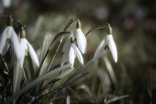 Gentle snowdrops bloom among the green grass in spring. Delicate, white flowers symbolize a new beginning and the awakening of nature. Macro photography of flowers.