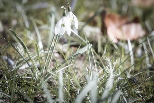 Gentle snowdrops bloom among the green grass in spring. Delicate, white flowers symbolize a new beginning and the awakening of nature. Macro photography of flowers.